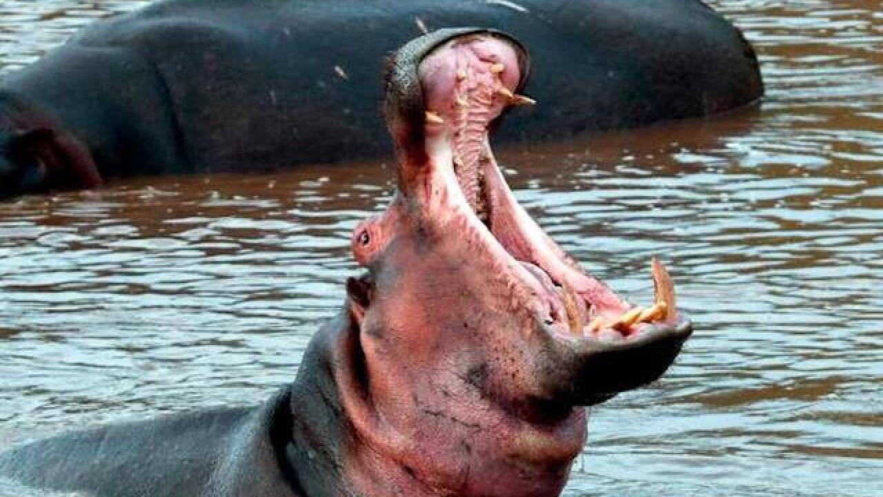 teenager killed by a hippo in lake victoria